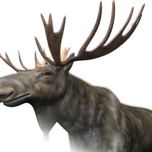 Moose, elk PNG