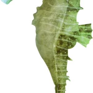 Seahorse PNG