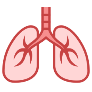 Lungs PNG