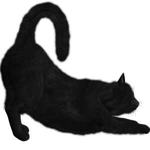 Black cat PNG