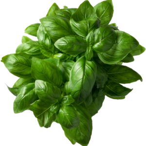 Basil PNG