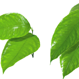 Green leaf PNG