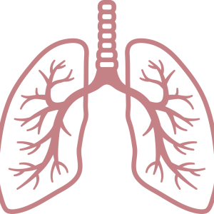 Lungs PNG