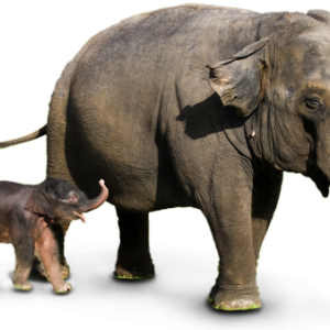 Elephant PNG
