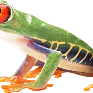 Frog PNG