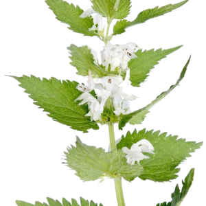 Nettle PNG