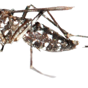 Mosquito PNG