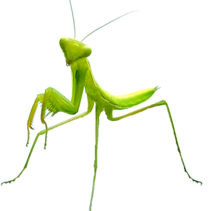 Mantis PNG