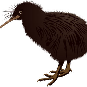Kiwi bird PNG