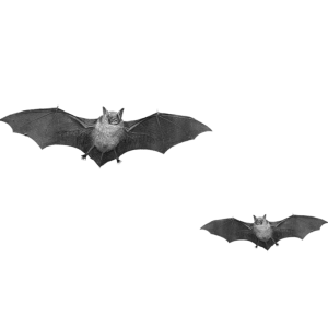 Bat PNG