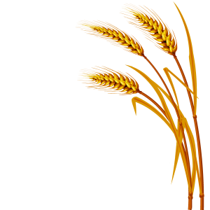 Wheat PNG