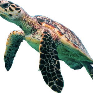 Turtle PNG