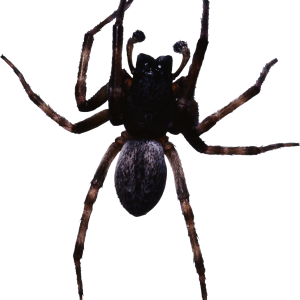 Spider PNG image