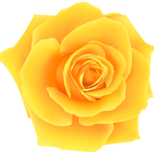 Rose PNG
