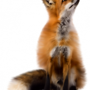 Fox PNG