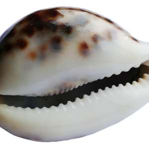 Seashell PNG