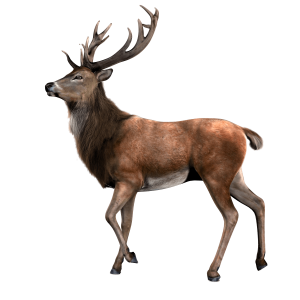 Moose, elk PNG