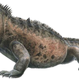 Iguana PNG