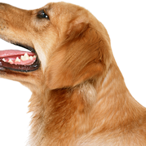 dog PNG image