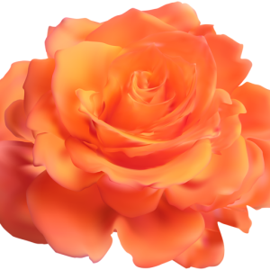 Rose PNG