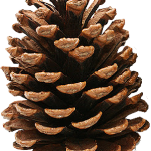 Pine cone PNG