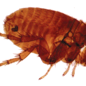 Flea PNG