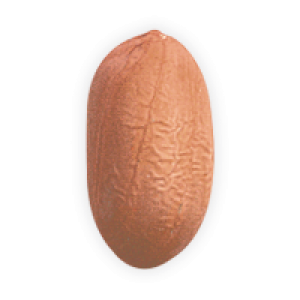 Peanut PNG