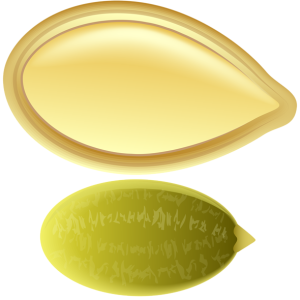 Pumpkin seeds PNG