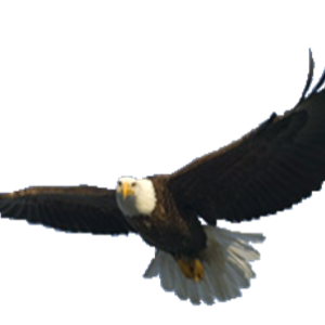 flying eagle PNG image, free download