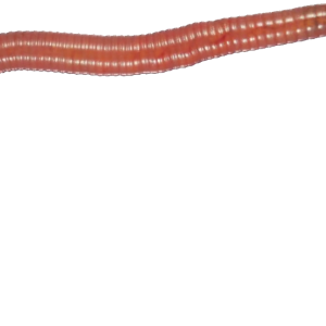 earthworm worm PNG