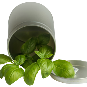 Basil PNG