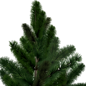 Fir-tree PNG image