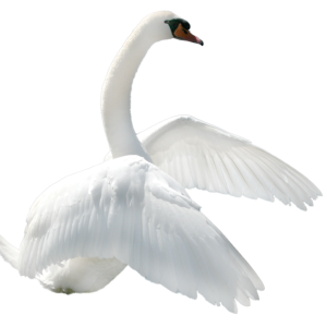 Swan PNG