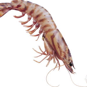 Shrimps PNG