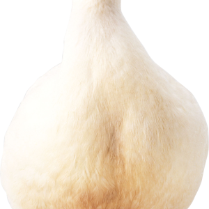 White duck PNG image