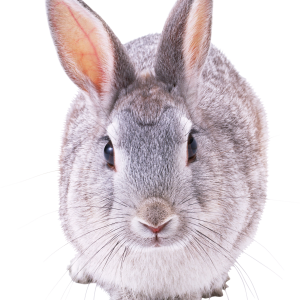 rabbit PNG