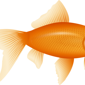 Goldfish PNG