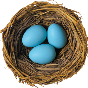 Nest PNG