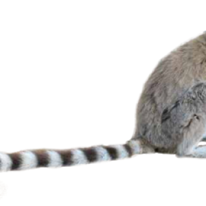 Lemur PNG