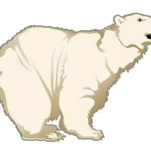 Polar white bear PNG