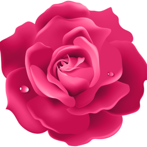 Rose PNG