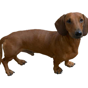 Dachshund PNG