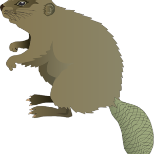 Beaver PNG