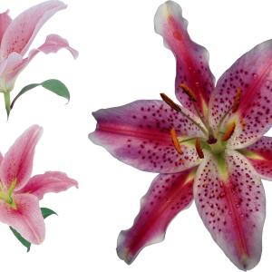Lilium PNG