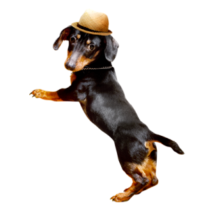 Dachshund PNG