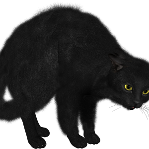black cat PNG