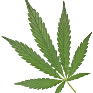 Cannabis PNG