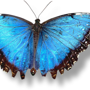 Butterfly PNG image