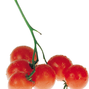 Tomatoes on branch PNG images