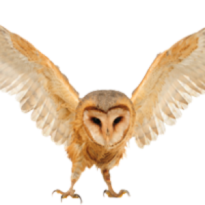 Owl PNG